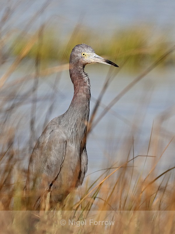 Little Blue Heron, Fort De Soto, Florida - Little Blue Heron