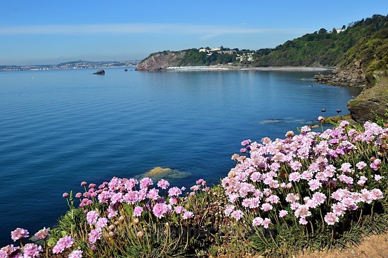 Beautiful view of Thrift at Thatcher Point in Torquay - Torquay See separate galleries for Cockington, Meadfoot and Anstey's Cove