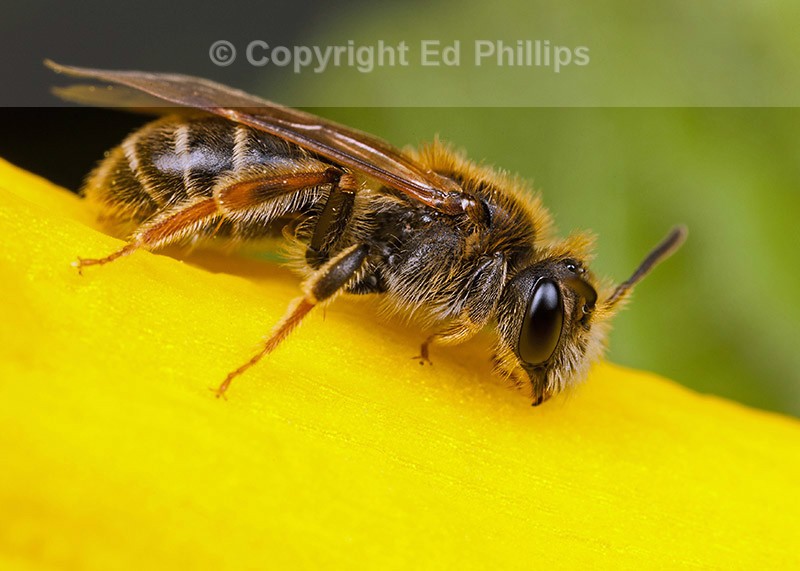 Andrena chrysosceles (f)