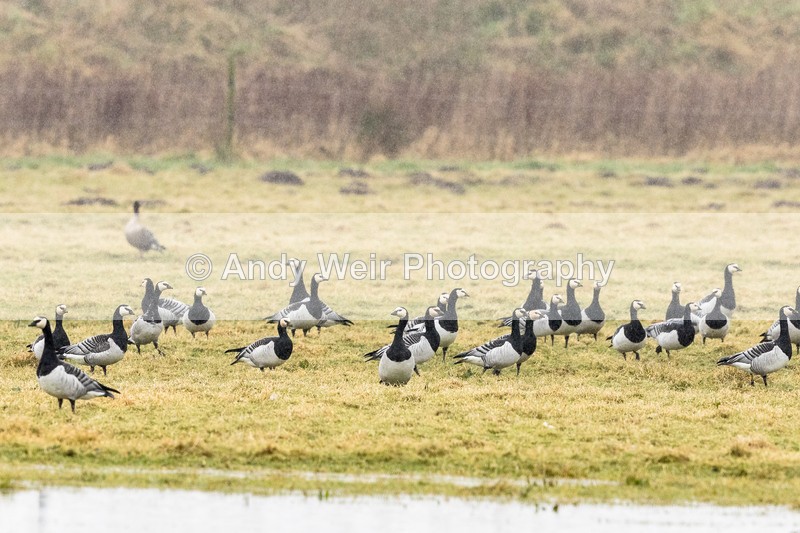 20170310-8E0A3863 - Geese & Swans