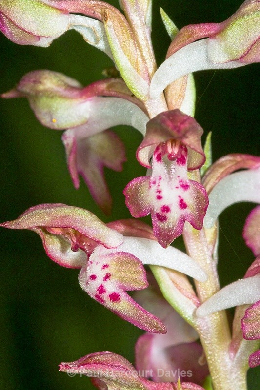  - Orchids - Orchis