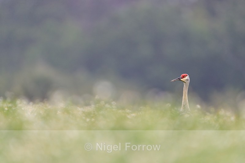Sandhill Crane head above bushes, Harns Marsh, Florida - Sandhill Crane
