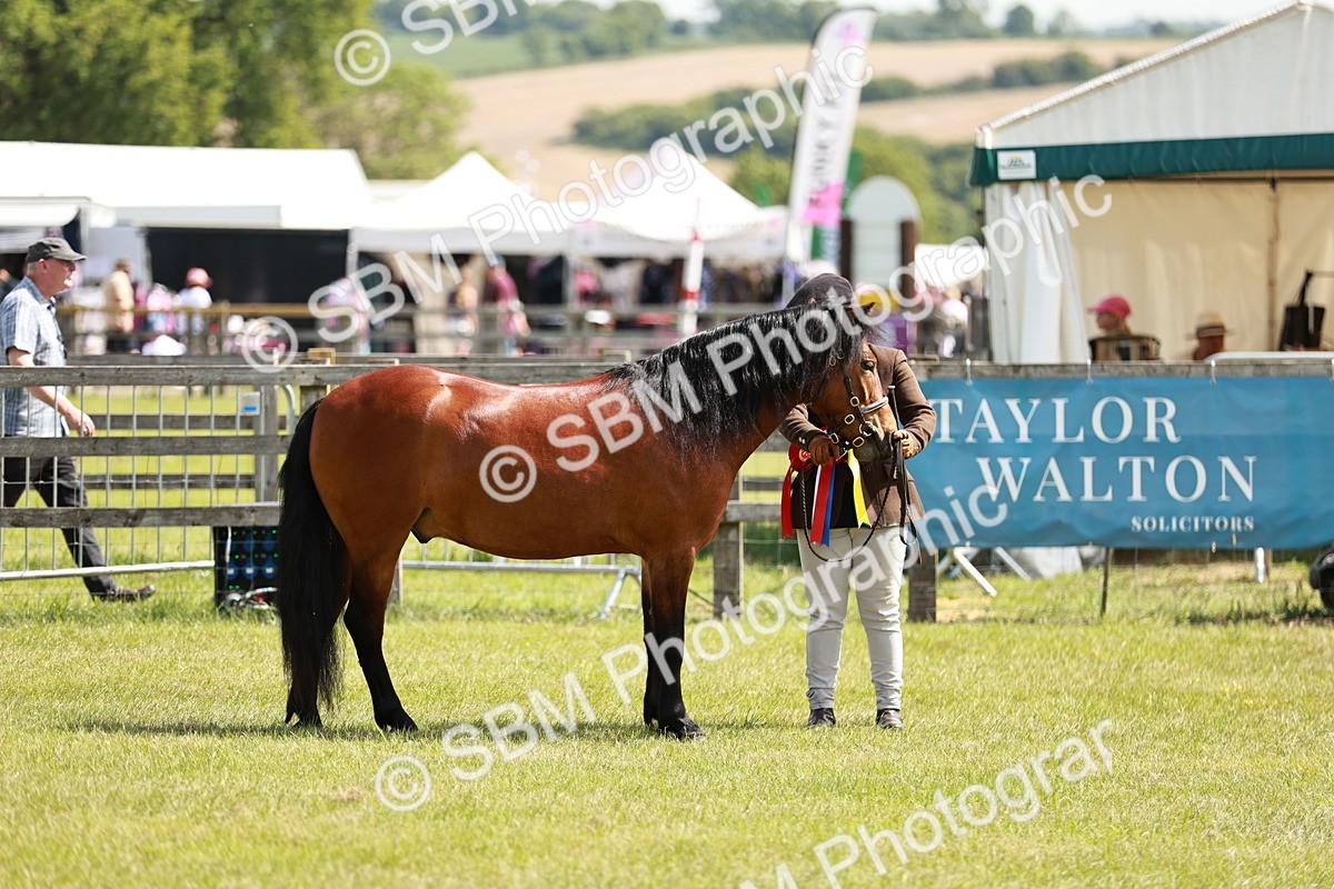 SBM_02517 - Class 14-23 - Mountain & Moorland In Hand Non Welsh