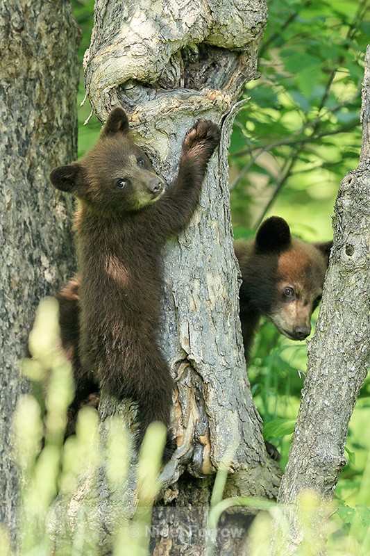 Scared Black Bear cubs, Minnesota, USA - American Black Bear