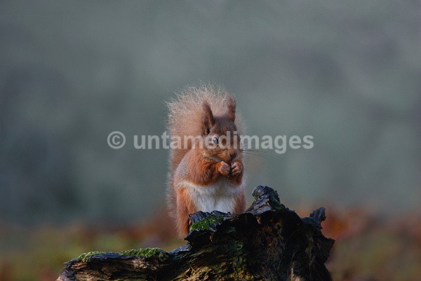 Red Squirrel - United Kingdom