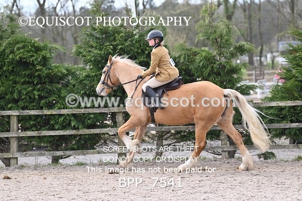 BPP_7541 - RING 1  (RIDDEN HORSES / IN HAND / VETERAN ETC)