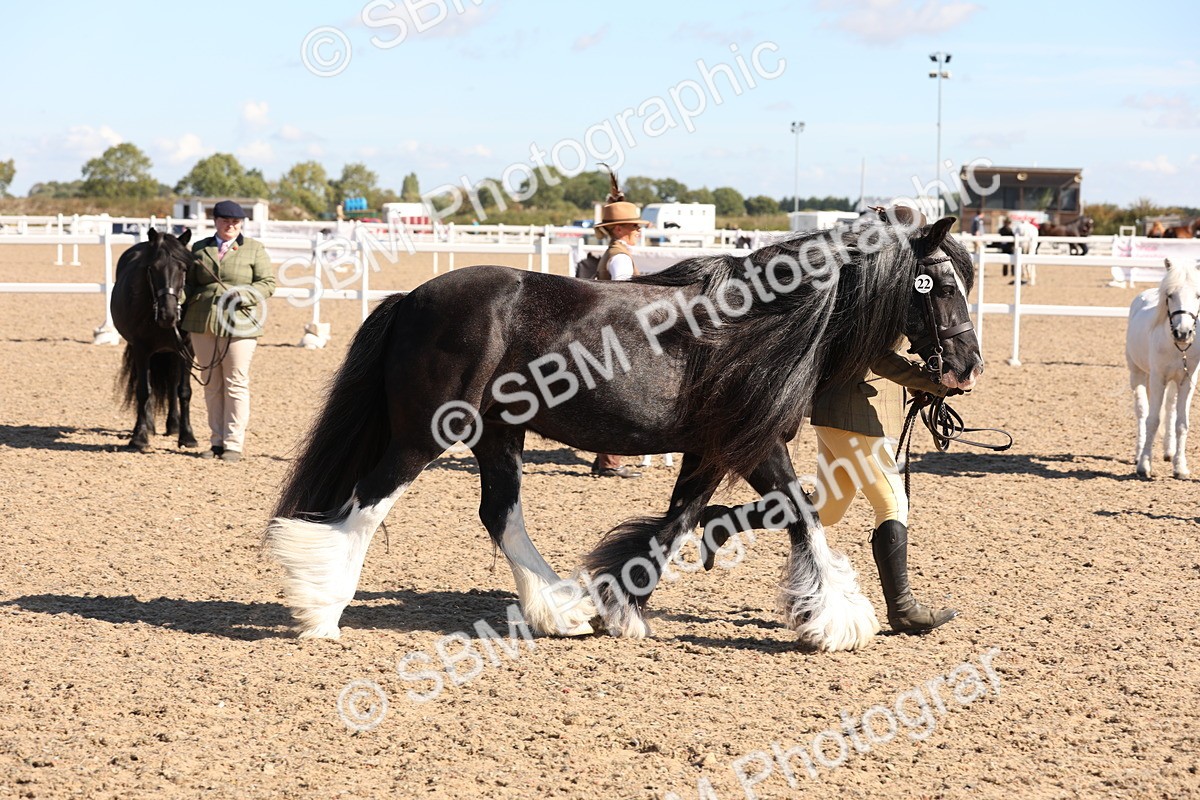 SBM_12928 - Class 206 - IH Non Show Type Pony