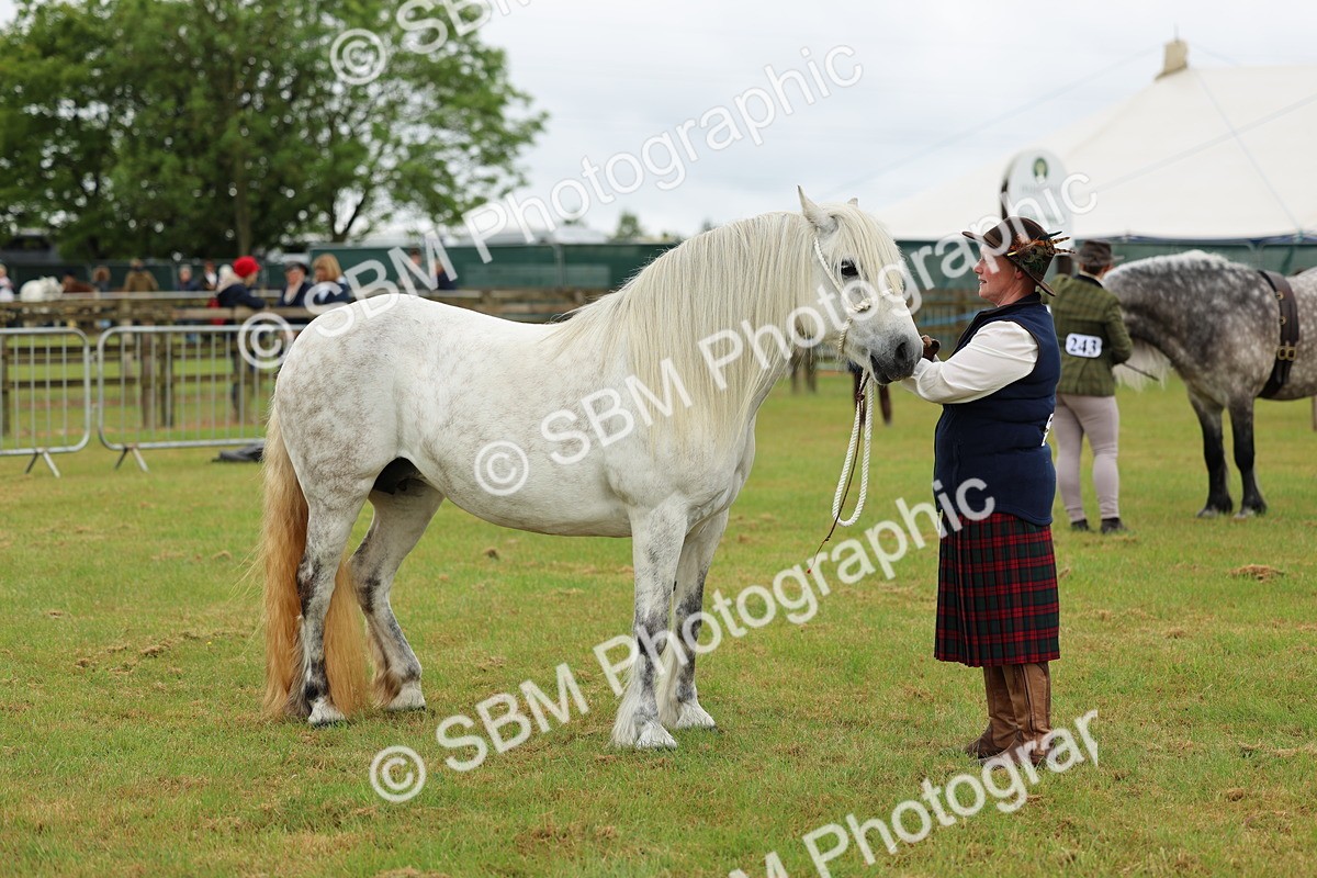 SBM_00533 - Class 58-67 - M&M Non Welsh Pony In hand