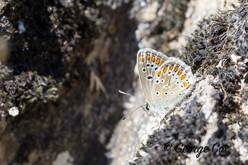 silver studded blue pyrenees