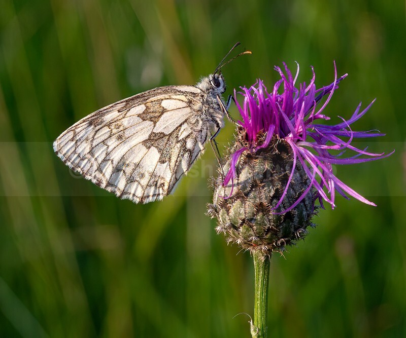 FEMALE MARBLED WHITE 11  a 12 - Andy Cotton