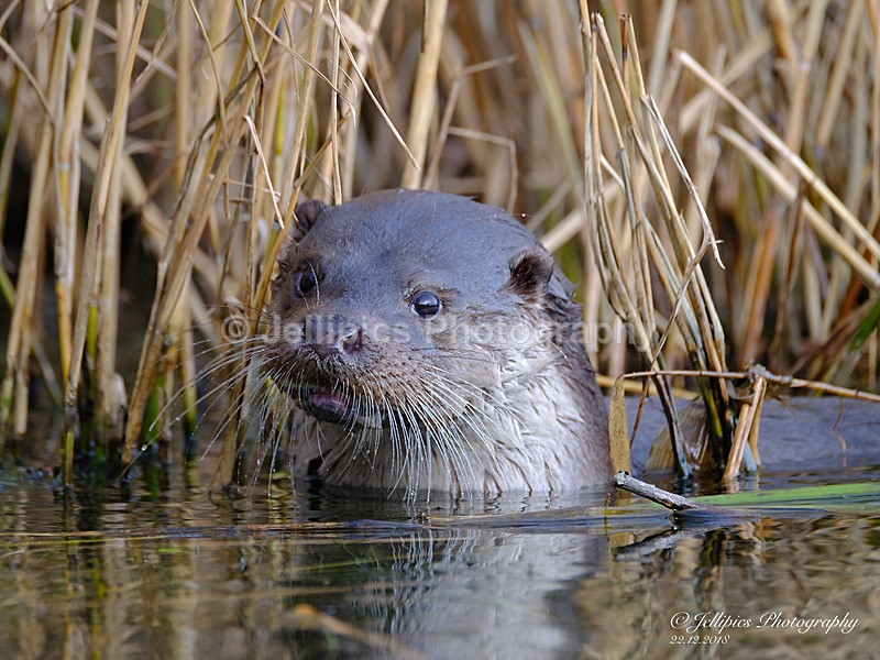  - Wildlife and Nature