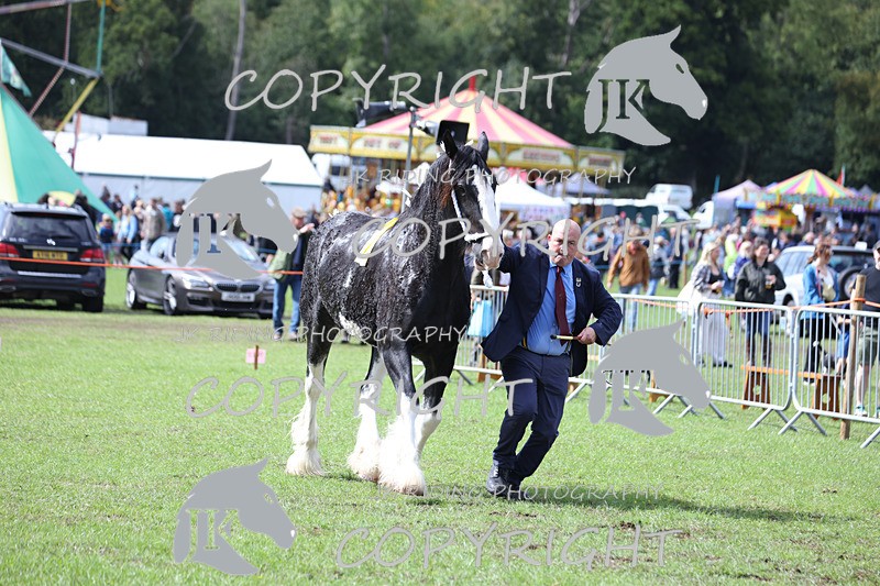 APP_3381 - Class 5 In Hand Championship