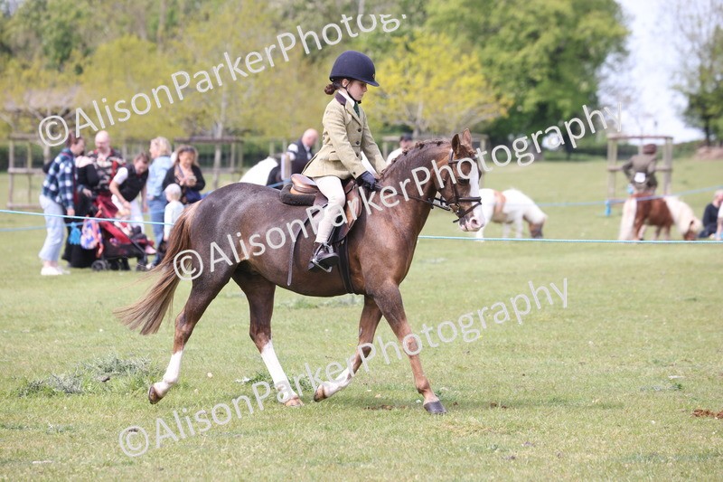 20260426-2934 - Class 33 - Best Pony 14.2hh and Under
