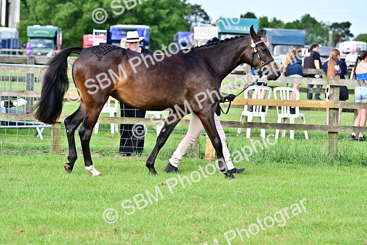 SBM_00071 - Class 46-49 - Arab and Part Bed-Anglo Arab In Hand
