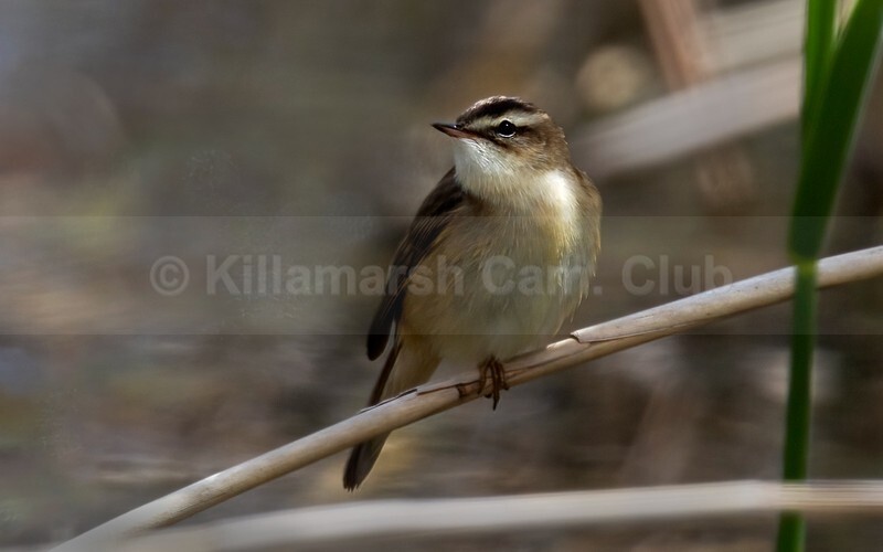 reed warbler - WEBSITE PICTURES