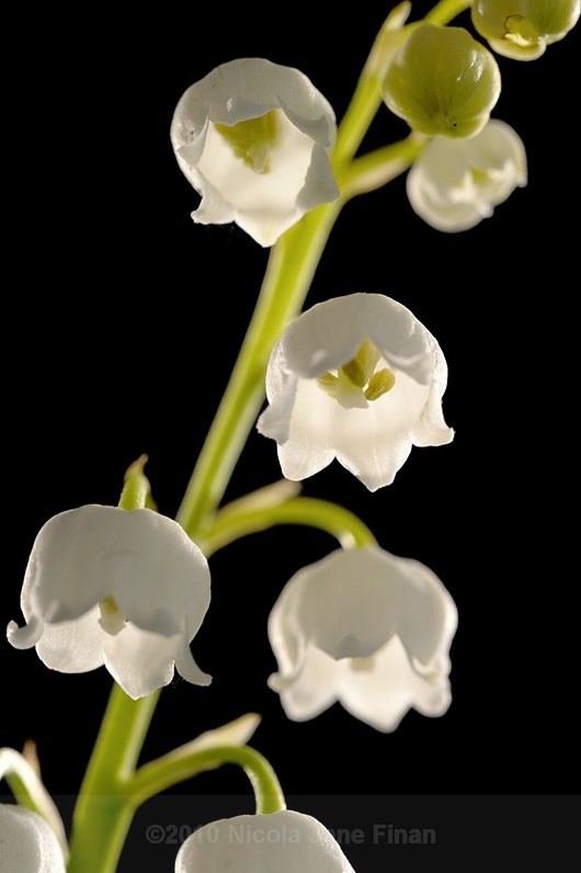 545jpg - Flowers and Nature