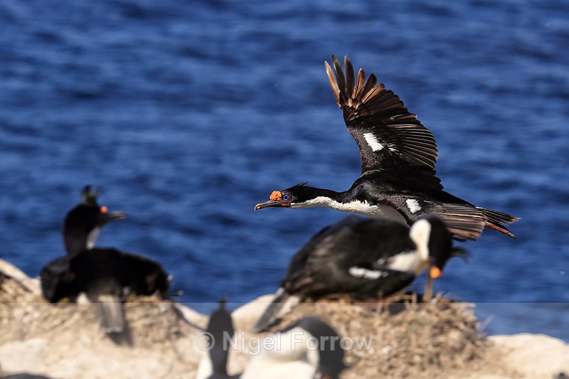 Imperial Shag flying past colony, Carcass Island, Falklands - Imperial Shag