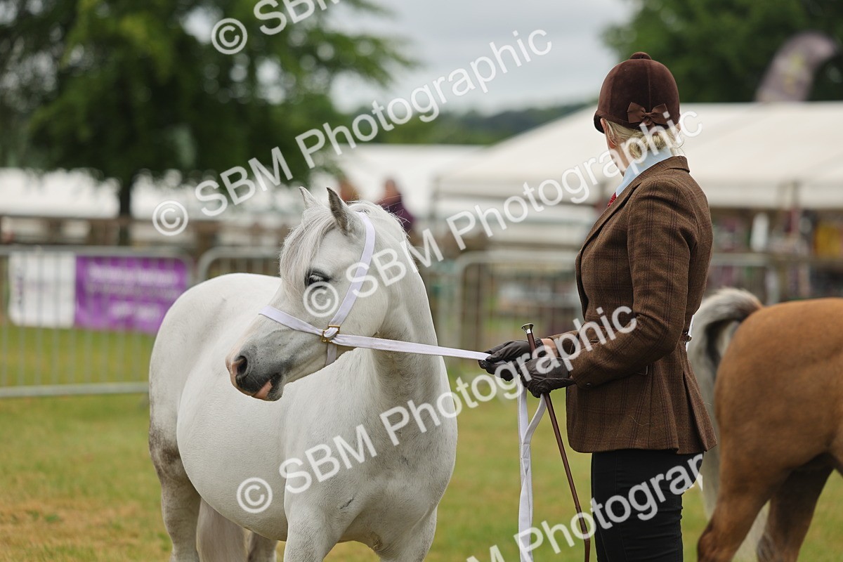 SBM_01573 - Class 50-57 - M&M Welsh Pony In Hand