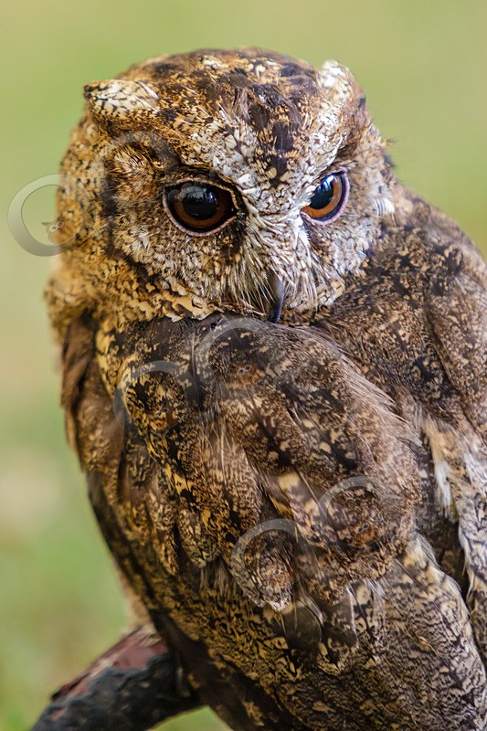 sundra scops owl Otus lempiji-0271 - Owls of the World