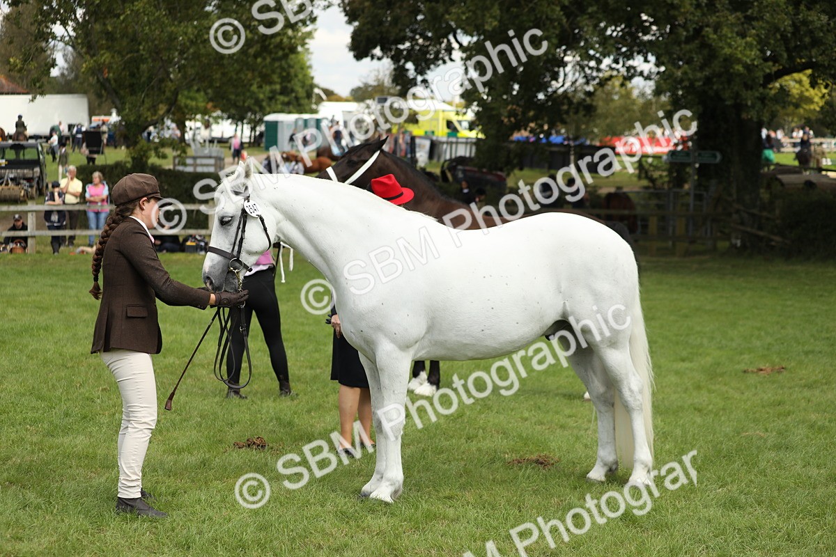 SBM_65441 - S47 - Mountain & Moorland In Hand Large Breeds