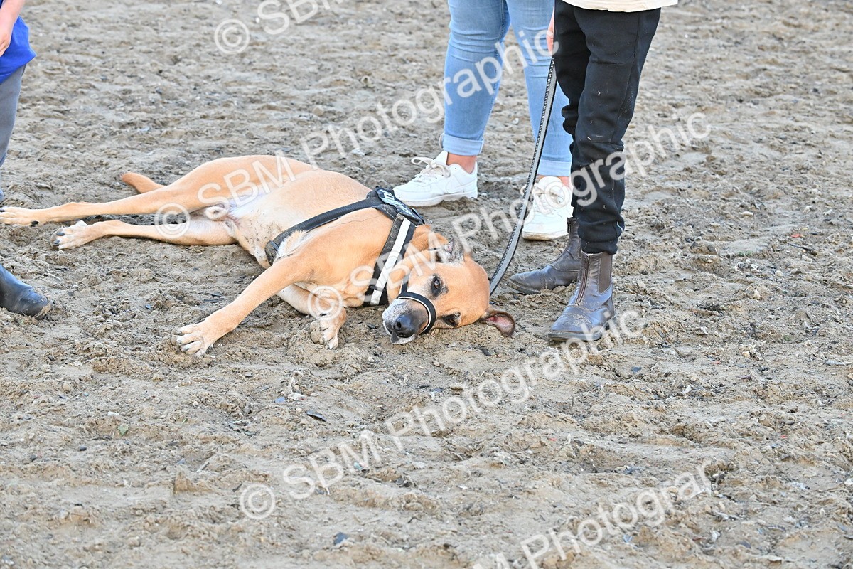 SBM_09581 - Lorry Dogs