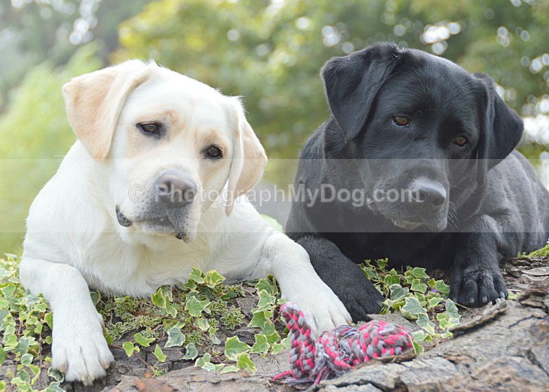  - Yellow and Black Labradors