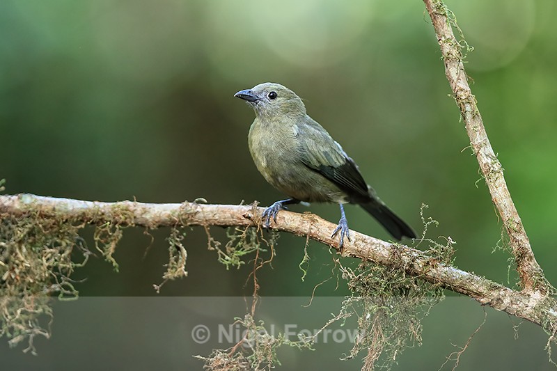 Palm Tanager perched, Flores, Limon Province, Costa Rica - Palm Tanager