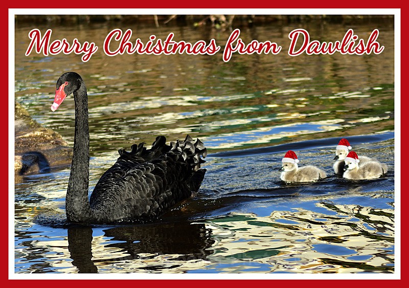 One leftlXM033 - Black Swan family - Xmas Cards Dawlish