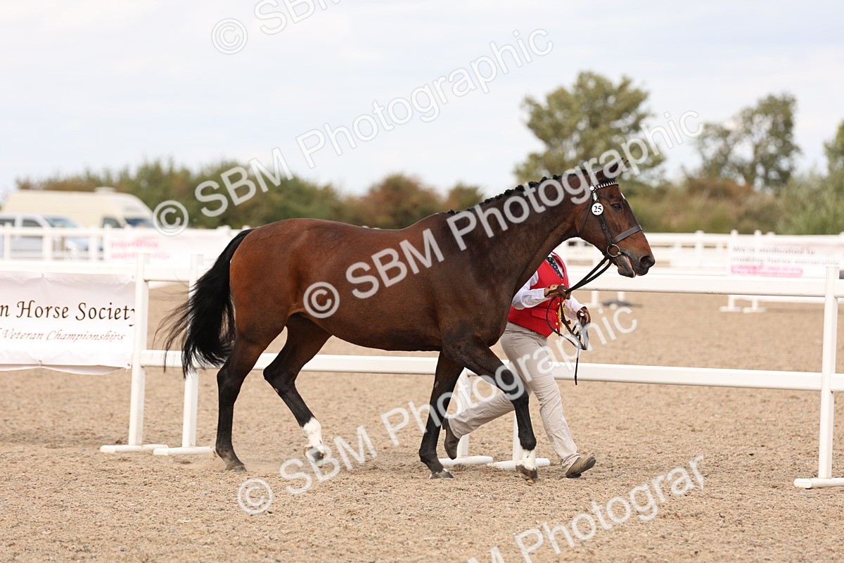 SBM_15418 - Class 210- IH Show Horse