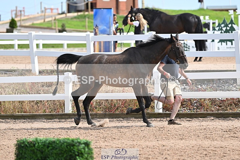 240717A-161129-03334 - Trot Up 4pm to 5pm