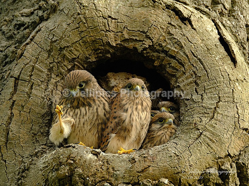  - Wildlife and Nature