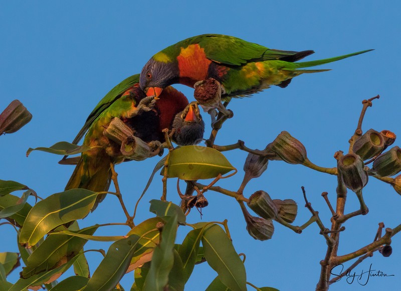 Lorikeet Love 5