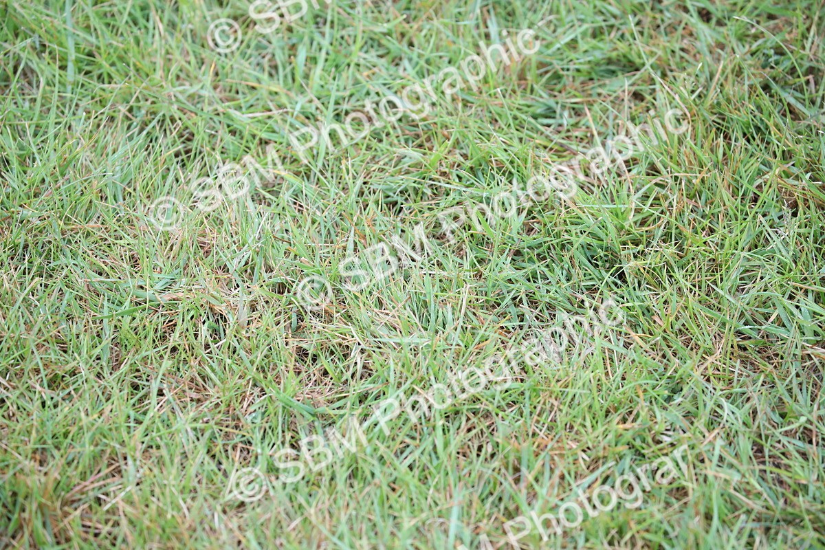 SBM_00029 - Class 17-20 - Arab & Part Bred - Anglo Arab In Hand