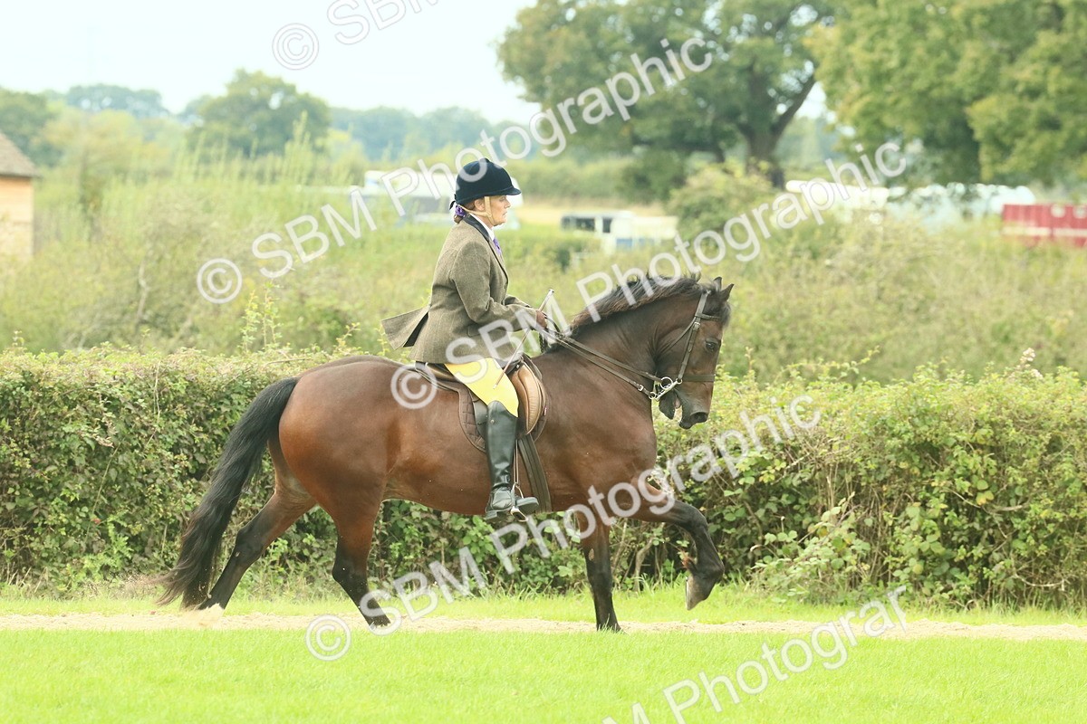 SBM_71877 - S60 - Mountain & Moorland Ridden Large Breeds