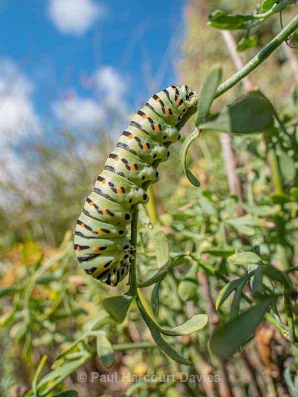 Larva of Common swallowtail (Papilio machaon) - Ten Metres from Home 1.  (2020)