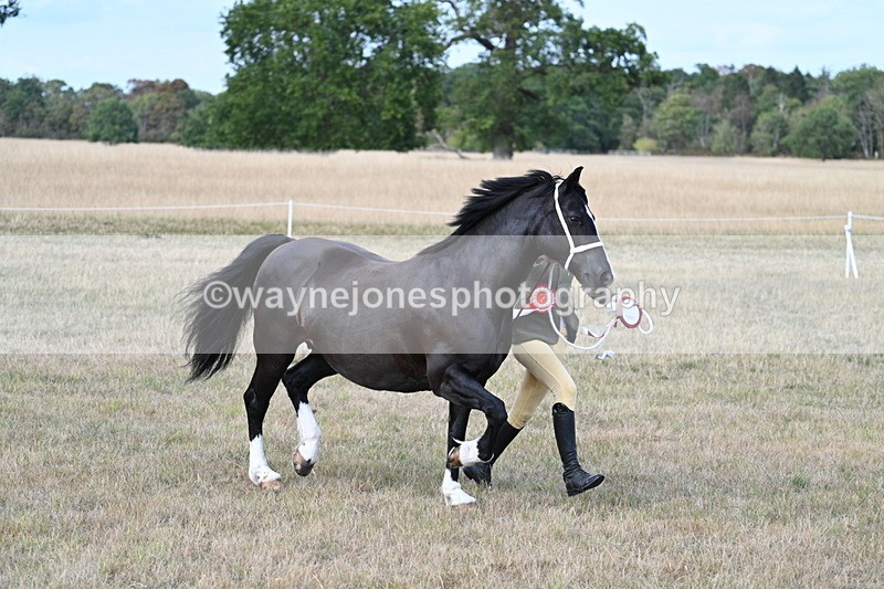 WJ7_8462 - In-hand Championship