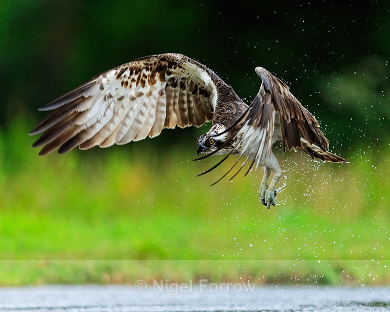 Rothiemurchus Osprey takes off - Osprey