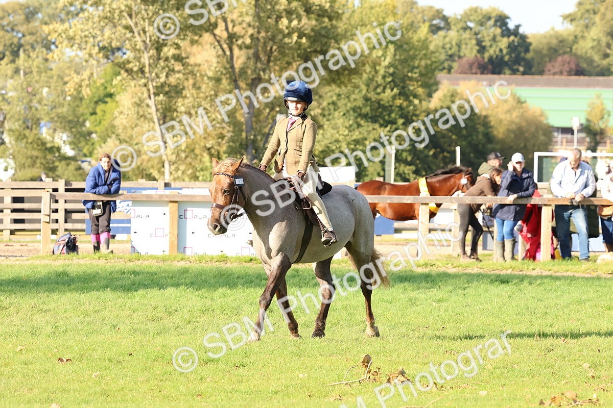 SBM_52639 - S13 - Pony Club Pony