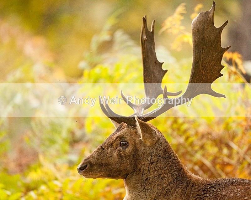 20111022-_MG_6791 - Fallow Deer