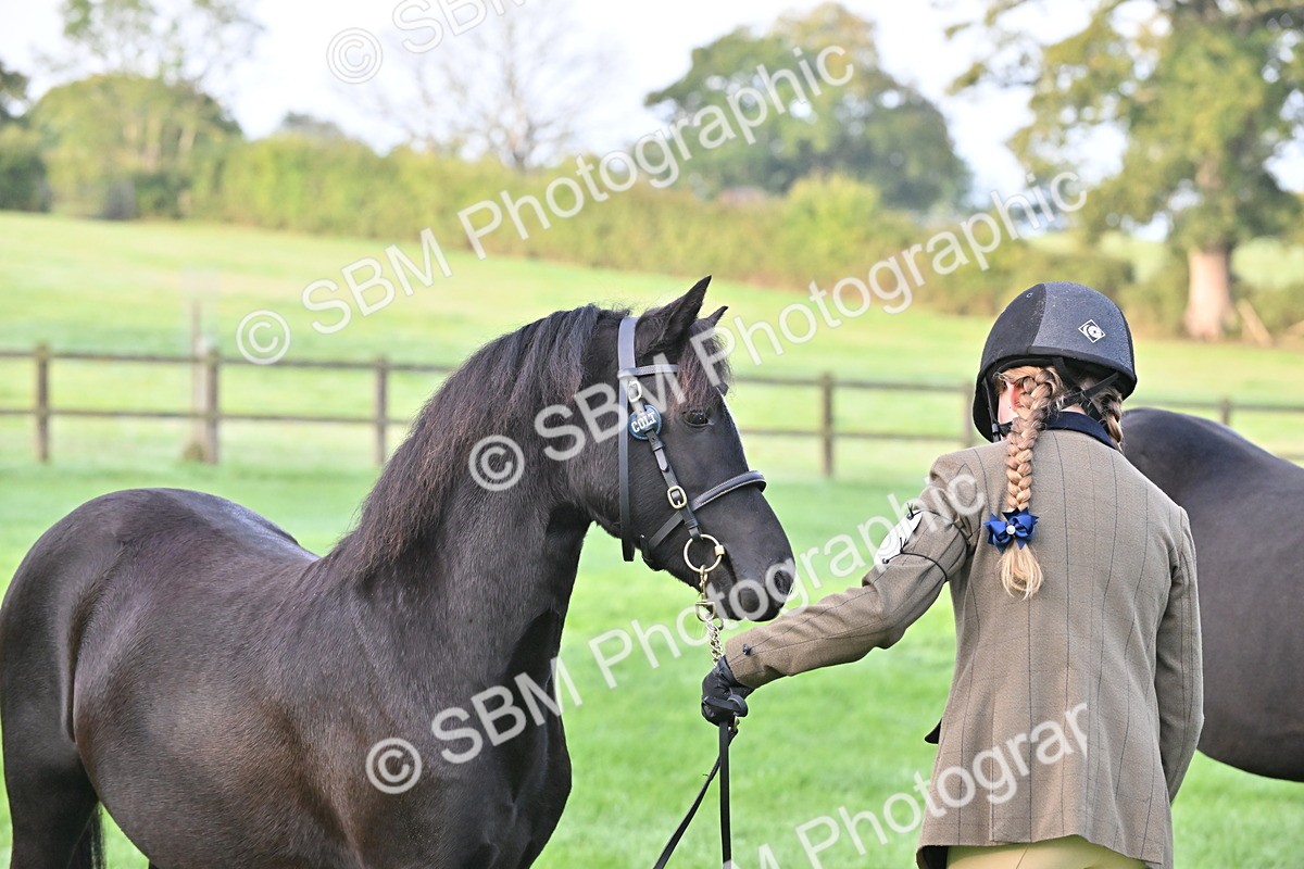 SBM_54613 - S44 - Youngstock In Hand