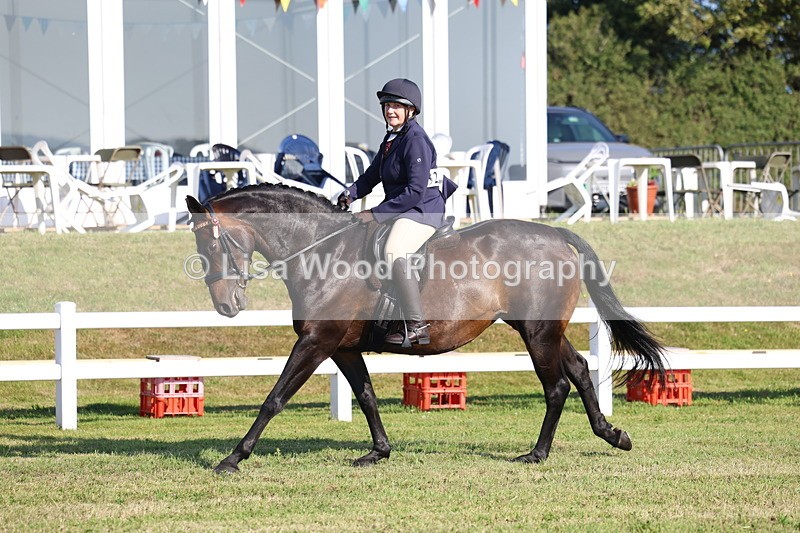 3E7A5387 - Class 2: Rising Star Large Hack/Riding Horse