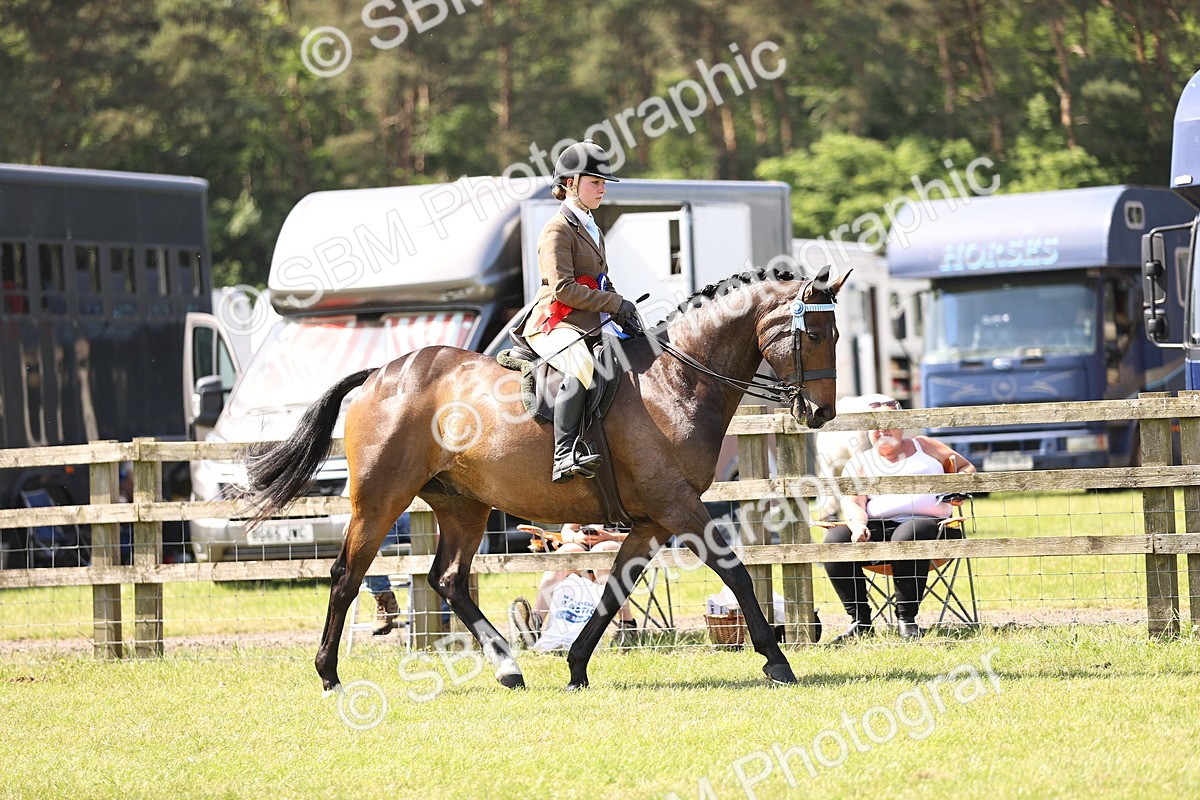 SBM_13092 - Class 75-76 LIHS BSHA Rising Star Hack Riding Horse