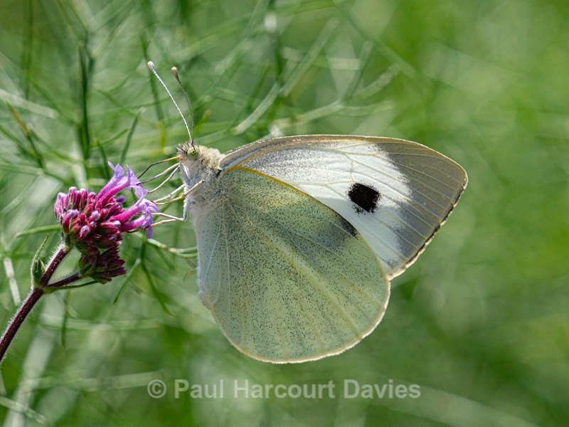 Large white (Pieris brassicae) ♀︎. Also known as the cabbage white. - Ten Metres from Home 2021