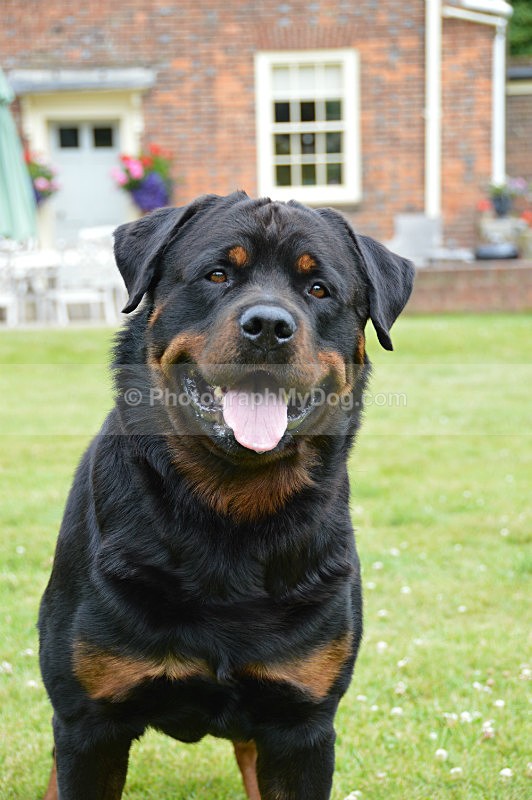  - Rottweilers