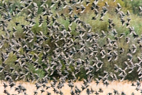 Starlings - Birds
