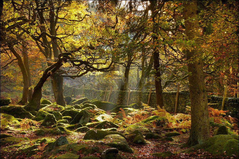 Padley Trees - Photographs of Woodland & Rivers