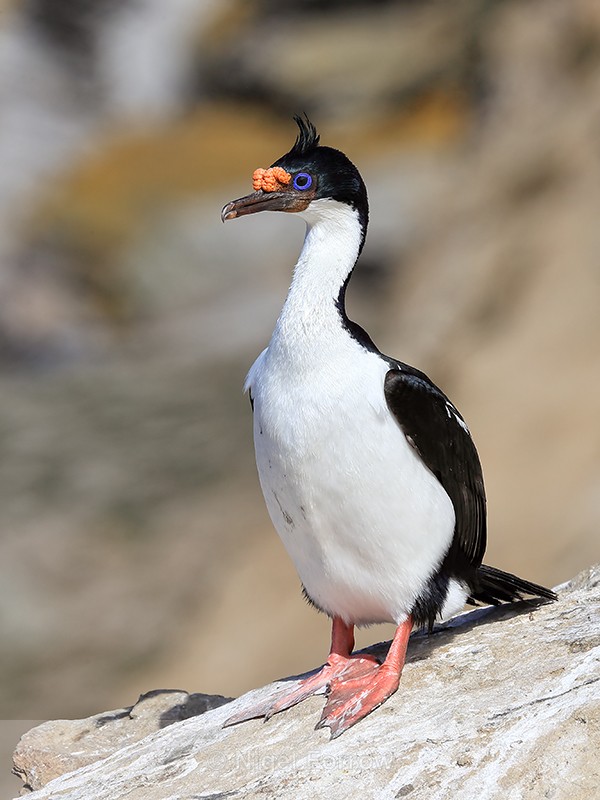 Imperial Shag on sloping rock, Carcass Island, Falklands - Imperial Shag