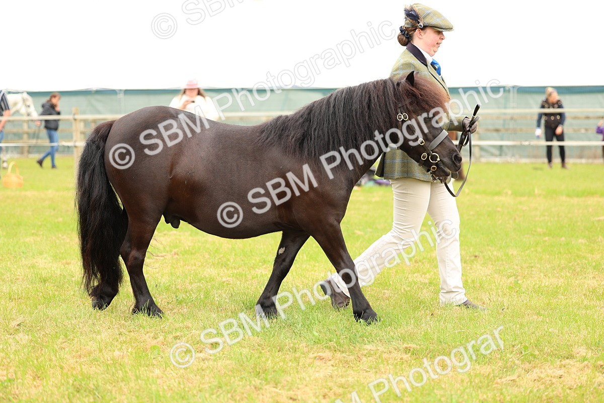 SBM_04333 - Class 64-67 - Shetland Pony In Hand