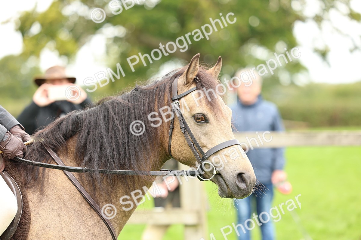 SBM_41837 - S32 - Mountain & Moorland Working Hunter Pony