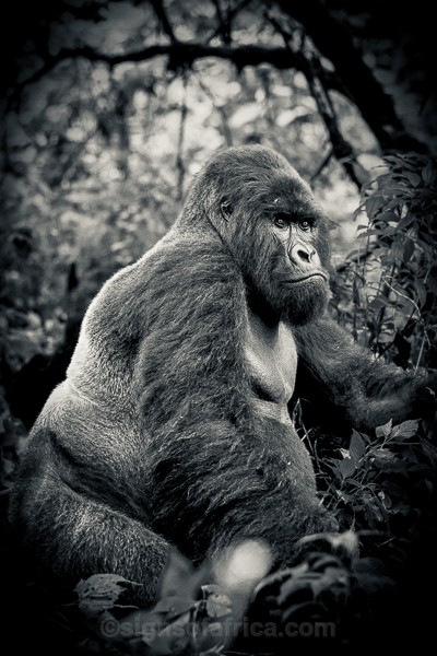 Mountain Gorilla, Silverback, Virunga National Park, DRC